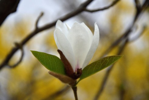 magnolija