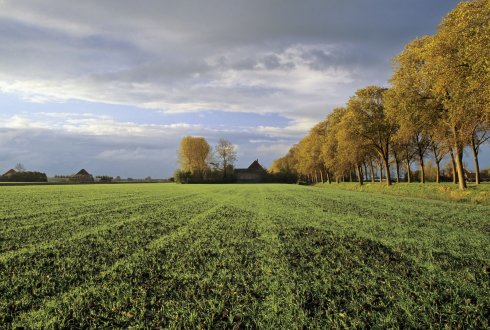 žemė